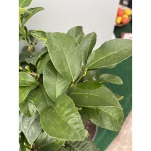 Bergamot-blad