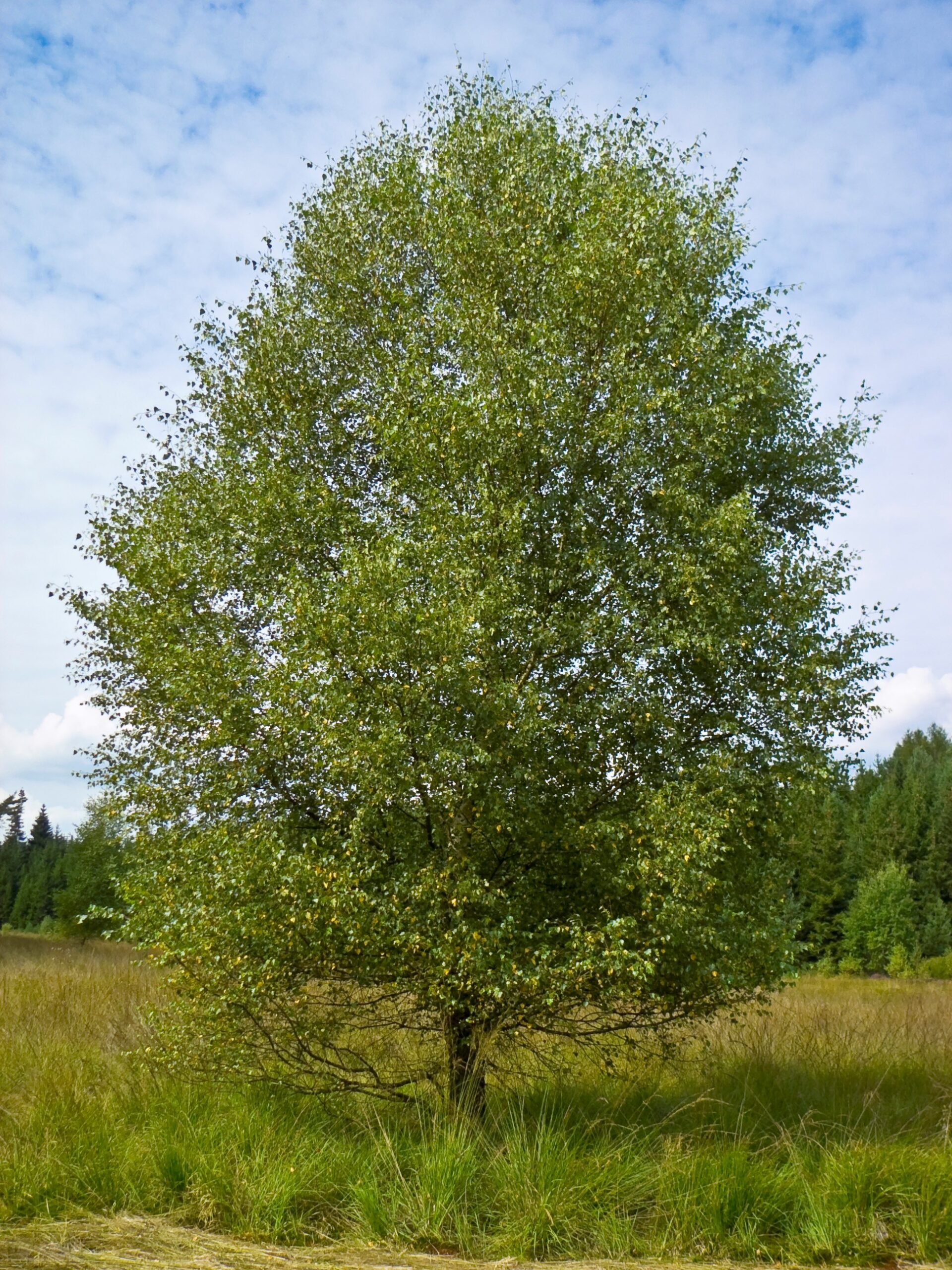 Berk, Ruwe