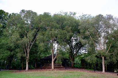 Cajeput