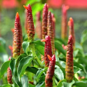 Costus