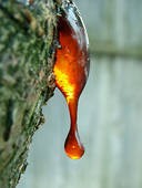 Elemi