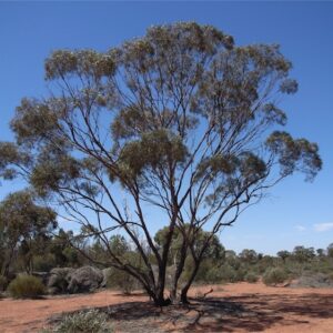 Eucalyptus polybractea