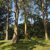 Eucalyptus wild