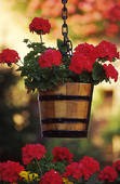 Geranium