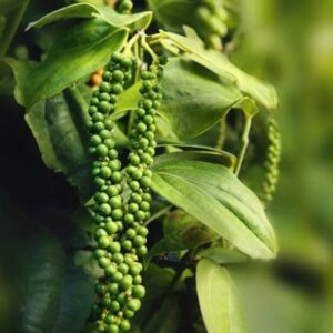 Groene peper