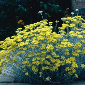 Helichrysum