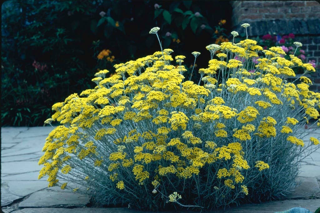 Helichrysum