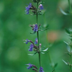 Hyssop