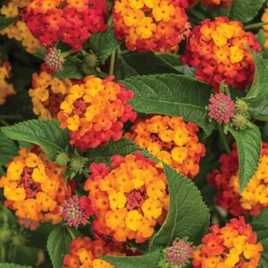 Lantana