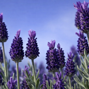 Lavendel