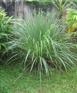Lemongrass