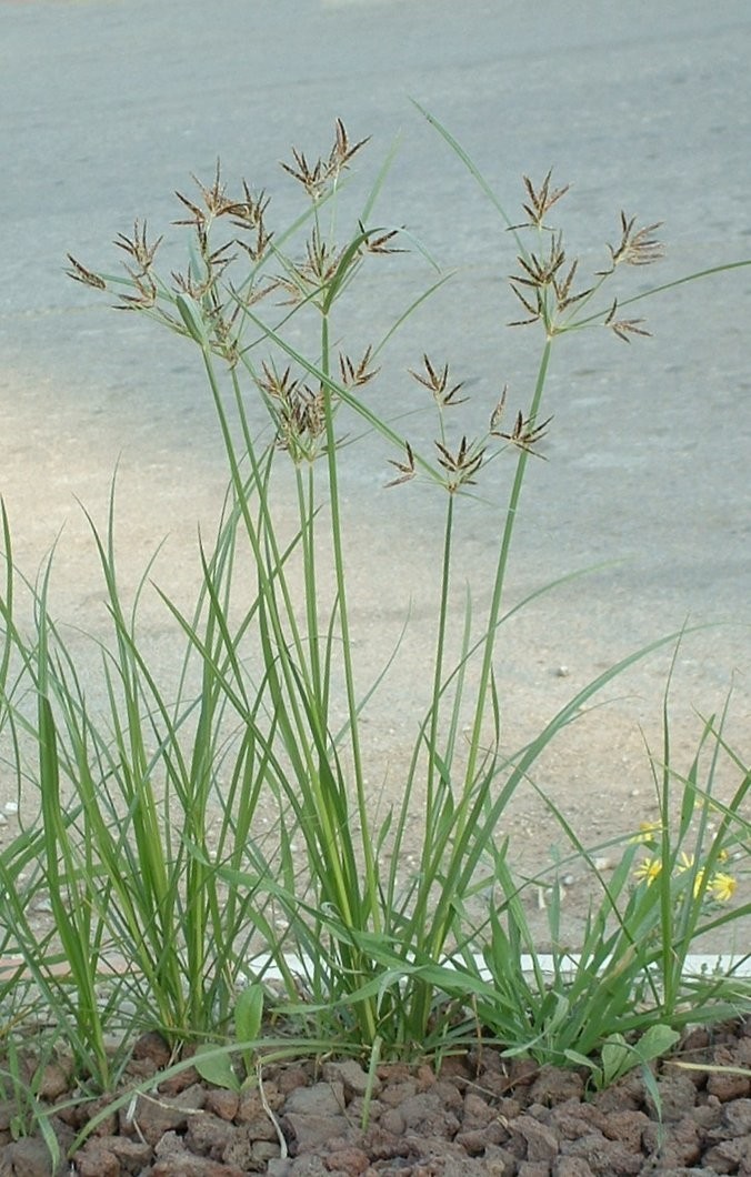 Nagarmotha