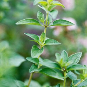 Oregano