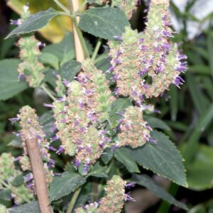 Patchouli