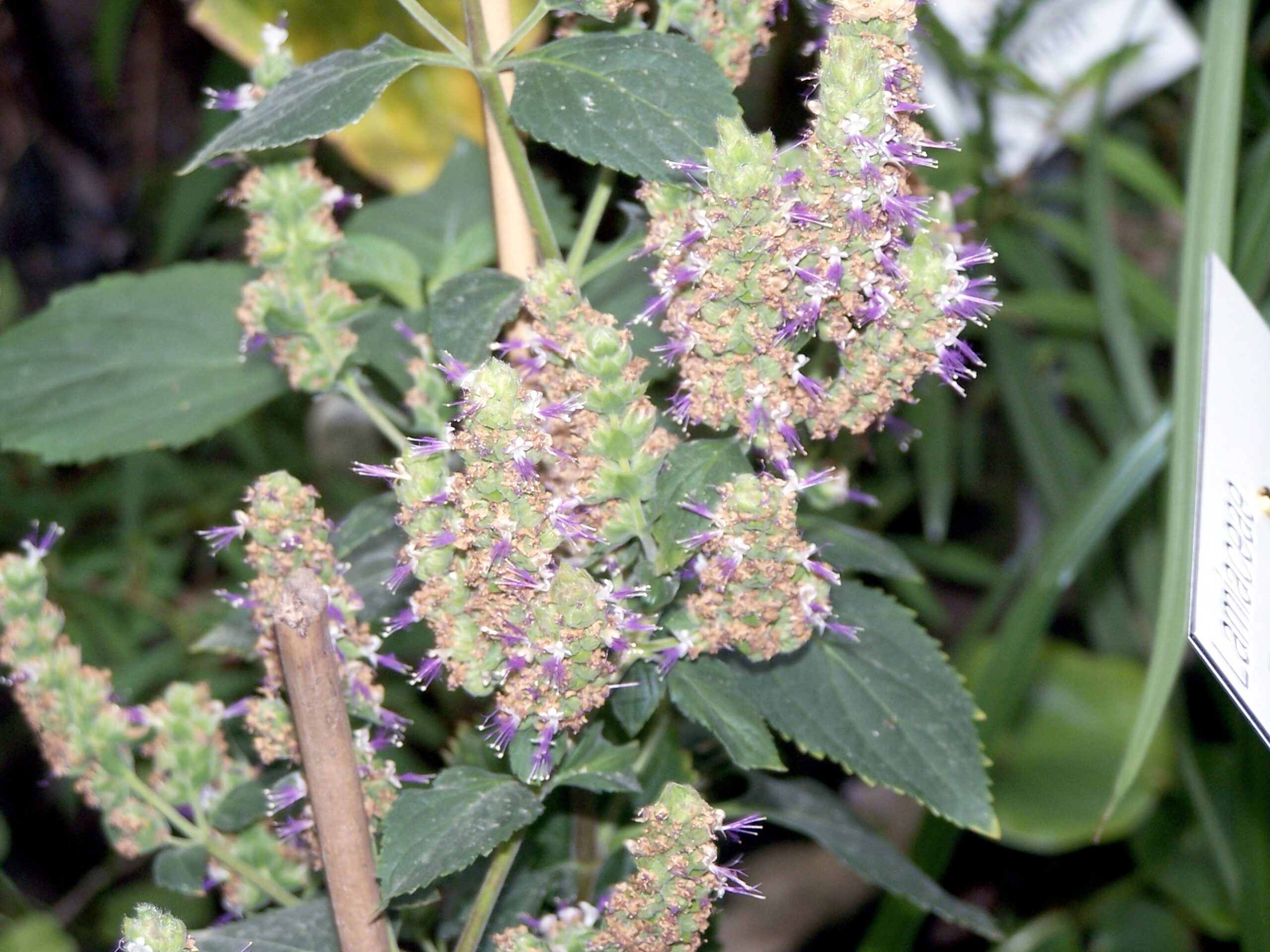 Patchouli