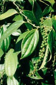 Peper, zwarte
