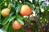 Pompelmoes / Grapefruit