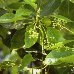 Ravensara aromatica