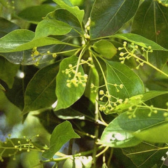 Ravensara aromatica