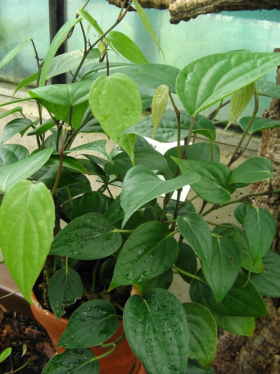 Staartpeper
