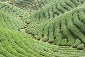 Tea tree