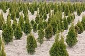 Thuja