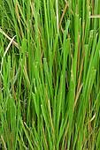 Vetiver
