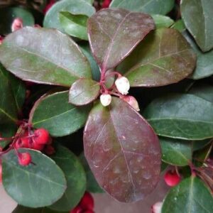 Wintergreen
