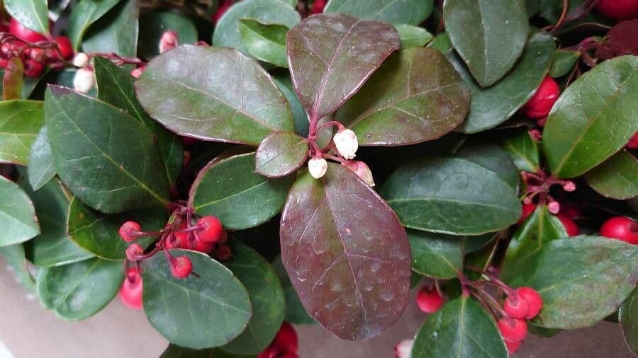 Wintergreen