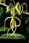 Ylang Ylang